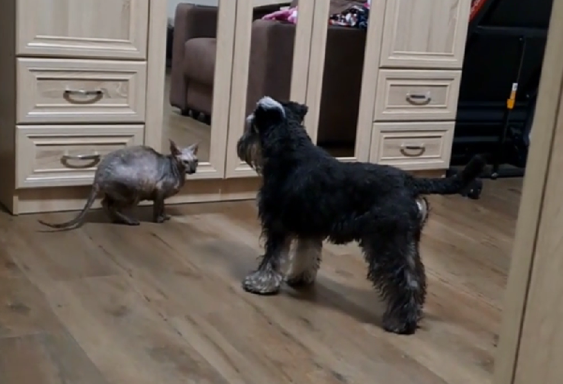 Зэст и Марта привыкают друг к другу