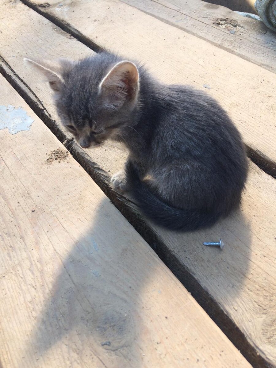 Это Бусечка на стройке в Москве,там её нашли