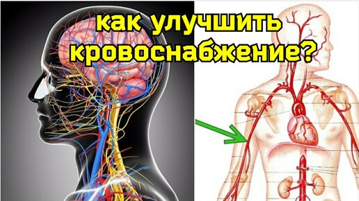 Сдавленная подключичная артерия мешает течь крови в шею, мозг, позвоночник. Методы декомпрессии