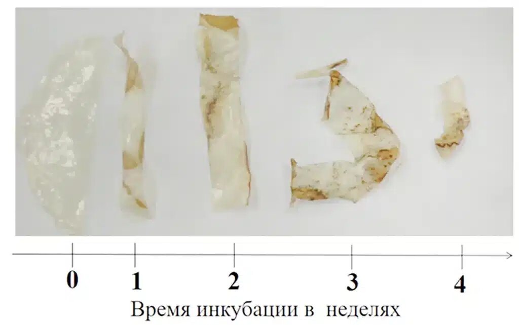   ©Пресс-служба ННГУ