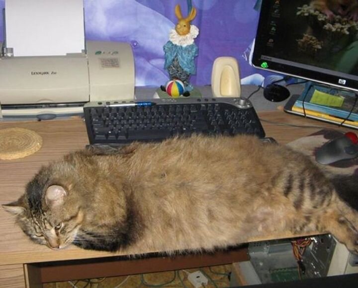 Источник фото: https://www.lovemeow.com/this-cat-breaks-out-of-shelter-to-return-to-his-rescuer-who-cared-for--1608417318.html