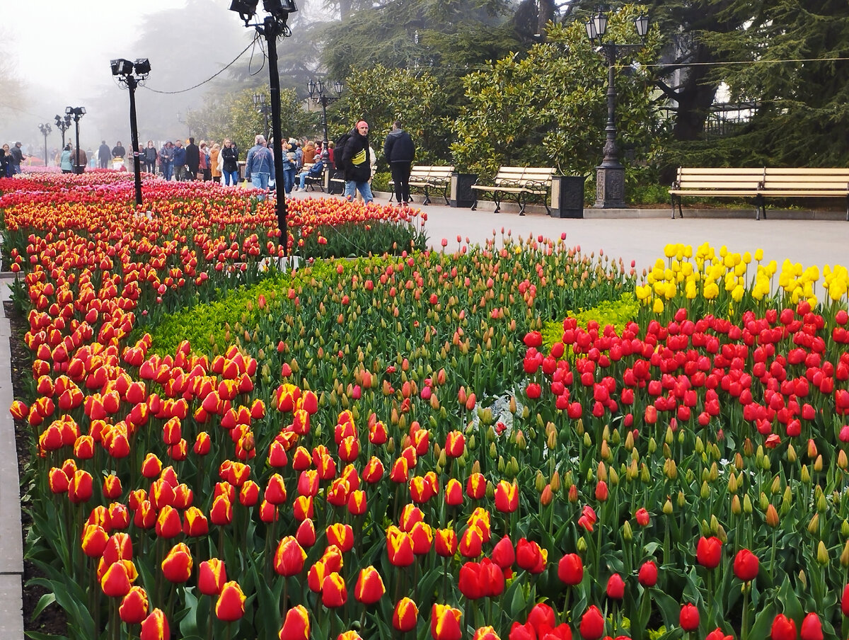 Парад тюльпанов- 2022