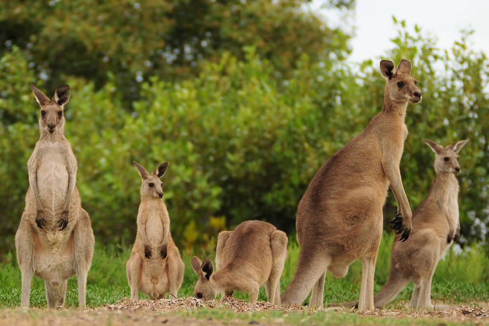 Kangaroo. Австралийский кенгуру. Кенгуру в Австралии. Кенгуру спереди. Популяция кенгуру.