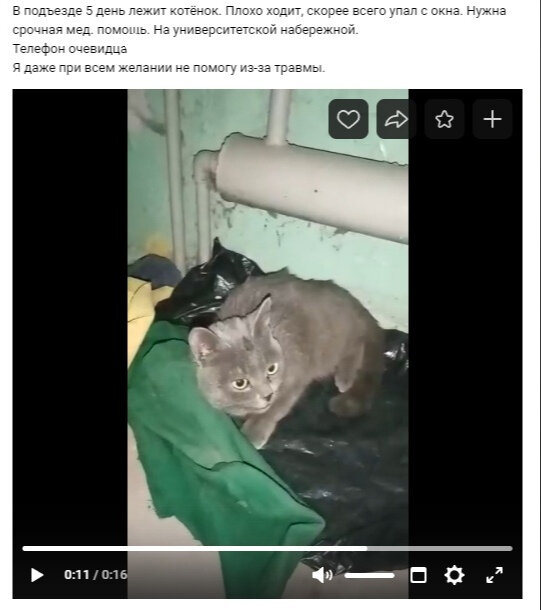 Котенок упал со стола