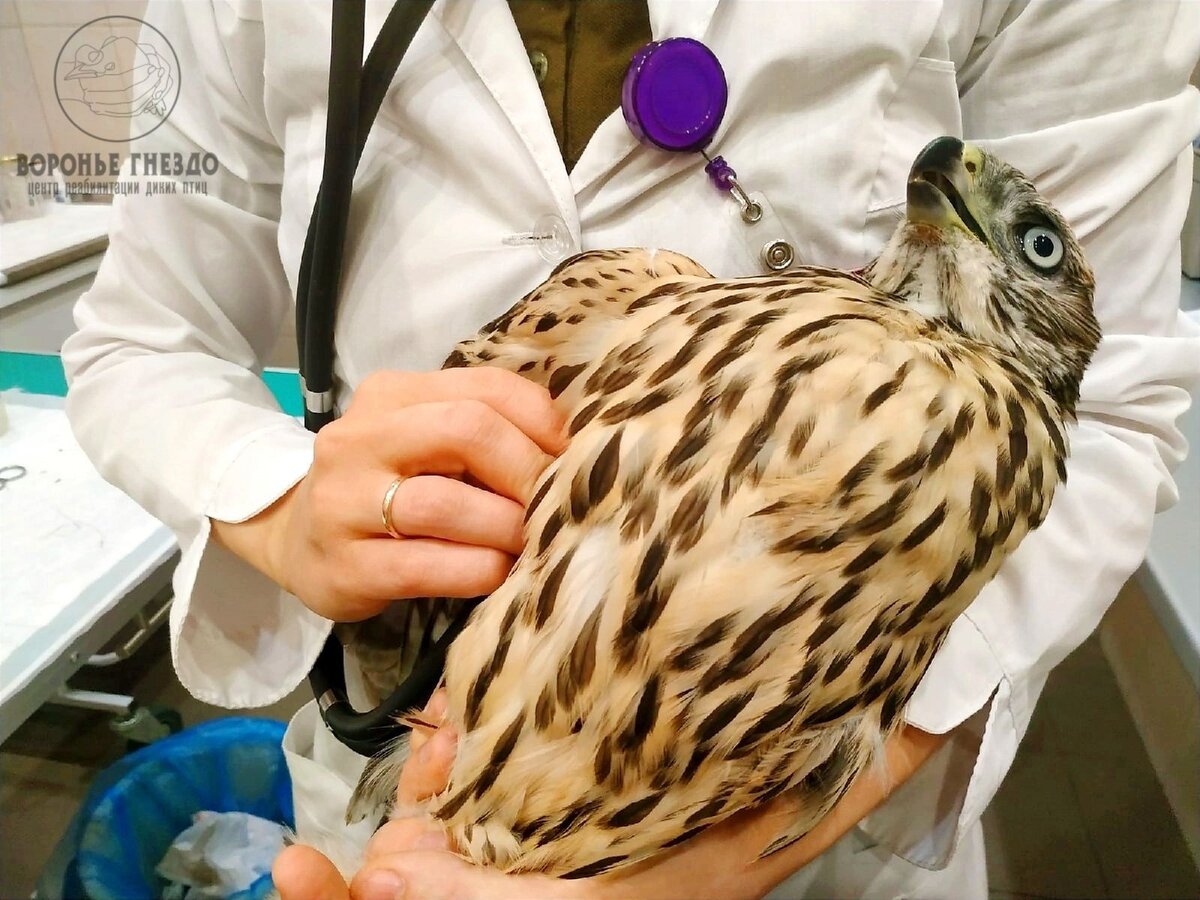 Ветеринары и/или орнитологи | Центр помощи диким птицам «Воронье гнездо»‎ |  Дзен