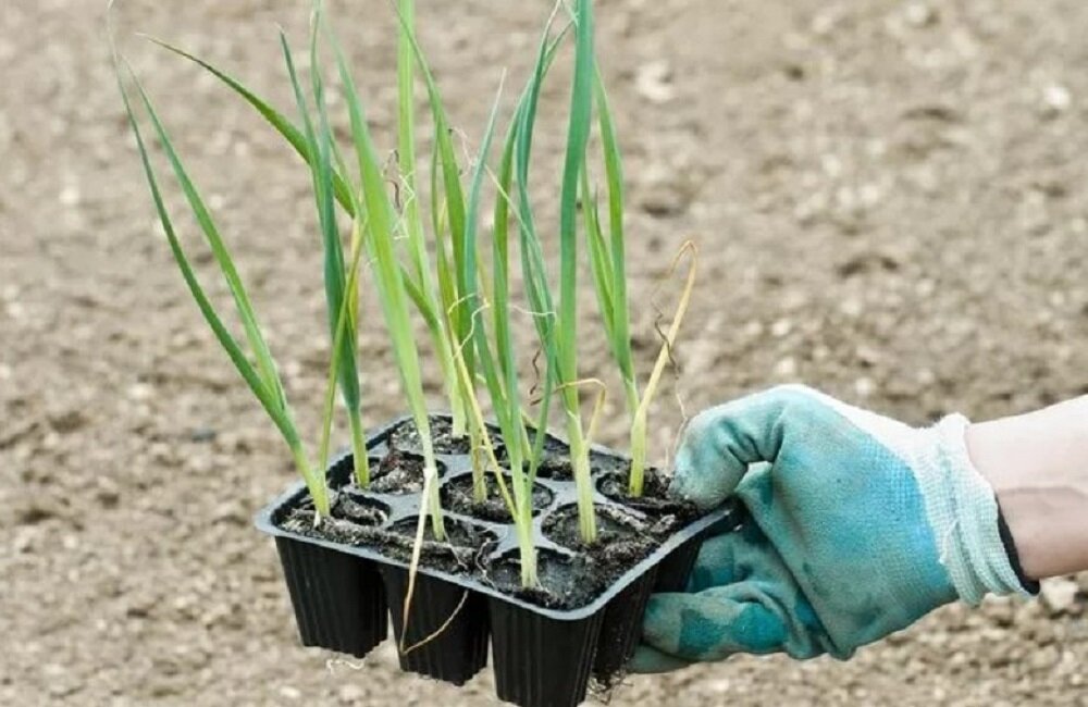 Майл. Картинки