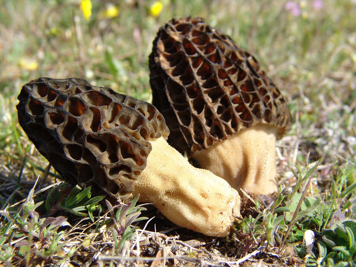 Первые весенние грибы съедобные