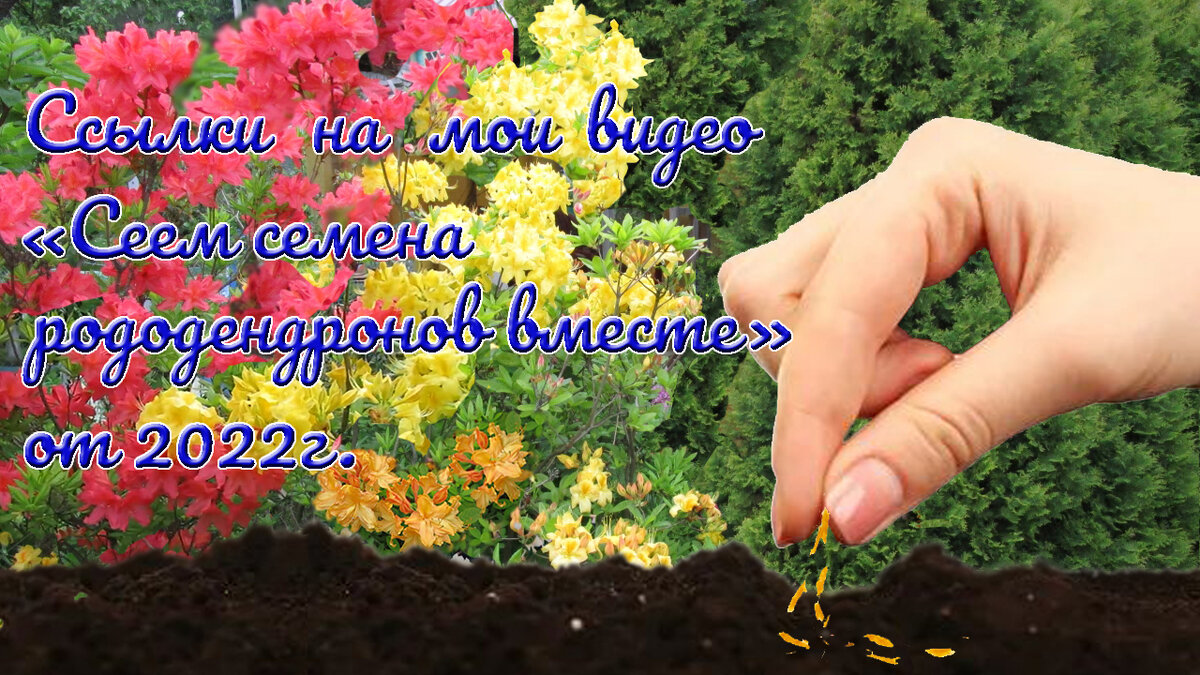 Список ссылок на мои видео из серии «Сеем семена рододендронов вместе» от  2022г. | Рододендроны и гортензии в Подмосковье. | Дзен