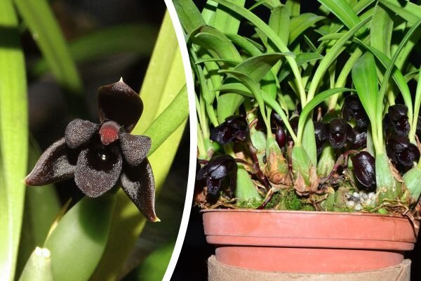 Орхидеи — Пафиопедилюмы