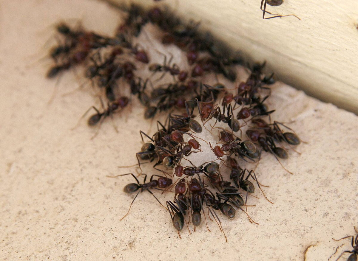 Муравьиная моль. Насекомые в квартире. Мураши насекомые в доме. Муравьи в квартире. Домашние насекомые муравьи.
