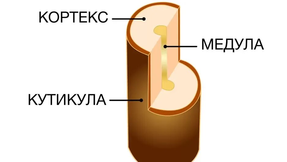 Немного примитивная схема строения волоса. Но суть отражает