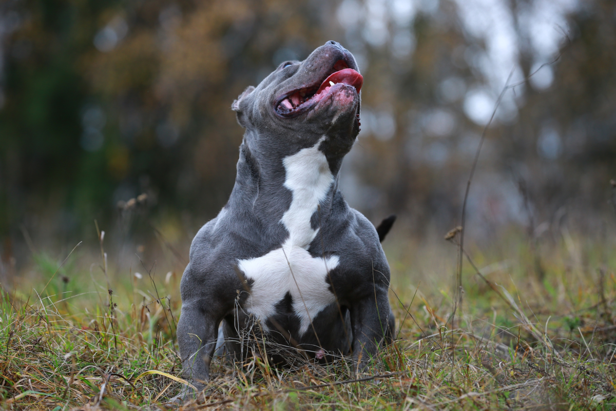 Кайла, Производительница питомника Aysbullyes K&M, импорт Испания, заводчик Joakin Acedo)