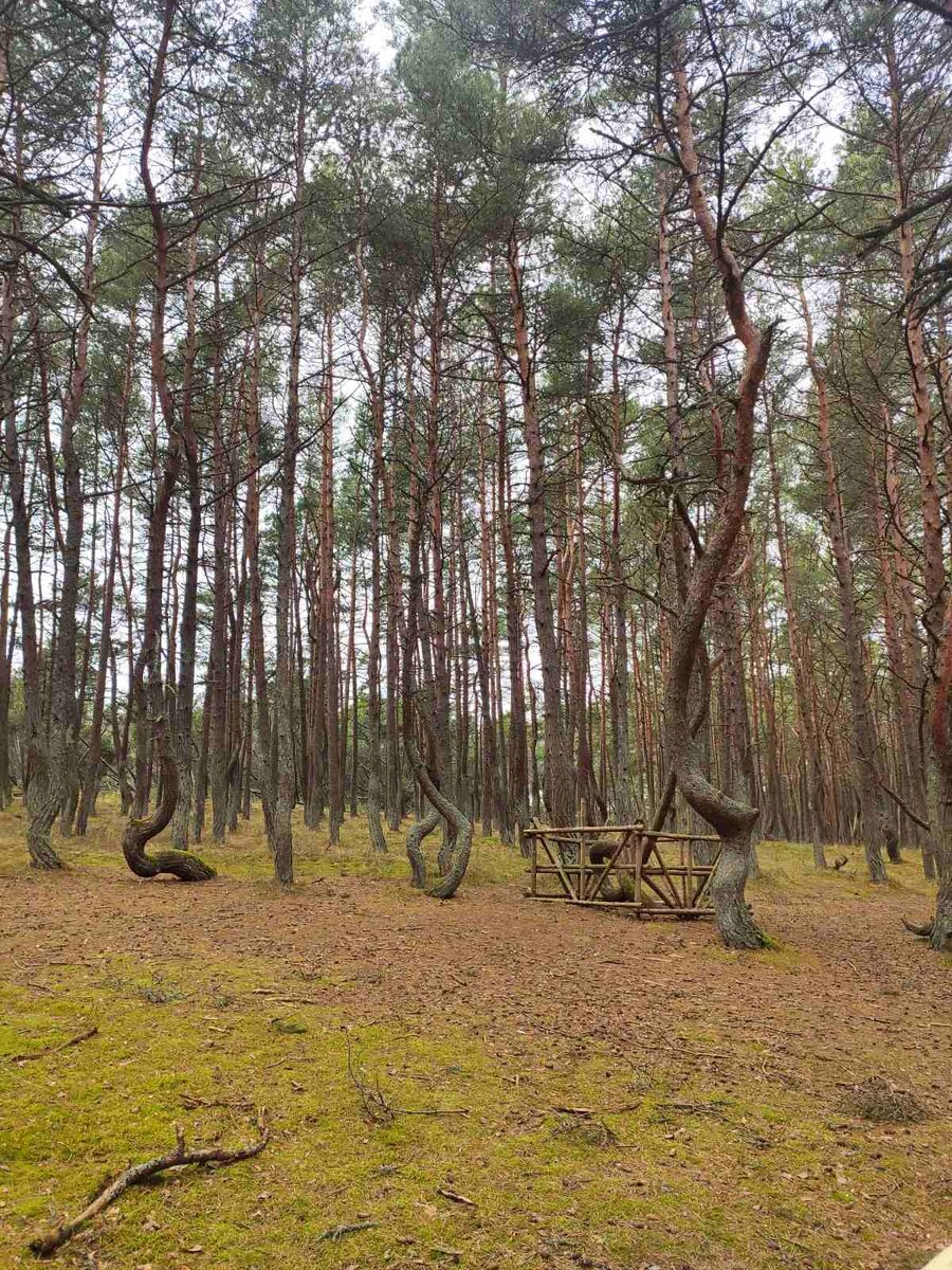 Фото автора "танцующий лес"