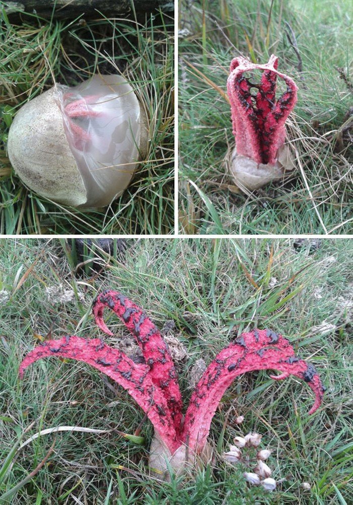 Ксеноморф, он же гриб Clathrus archeri