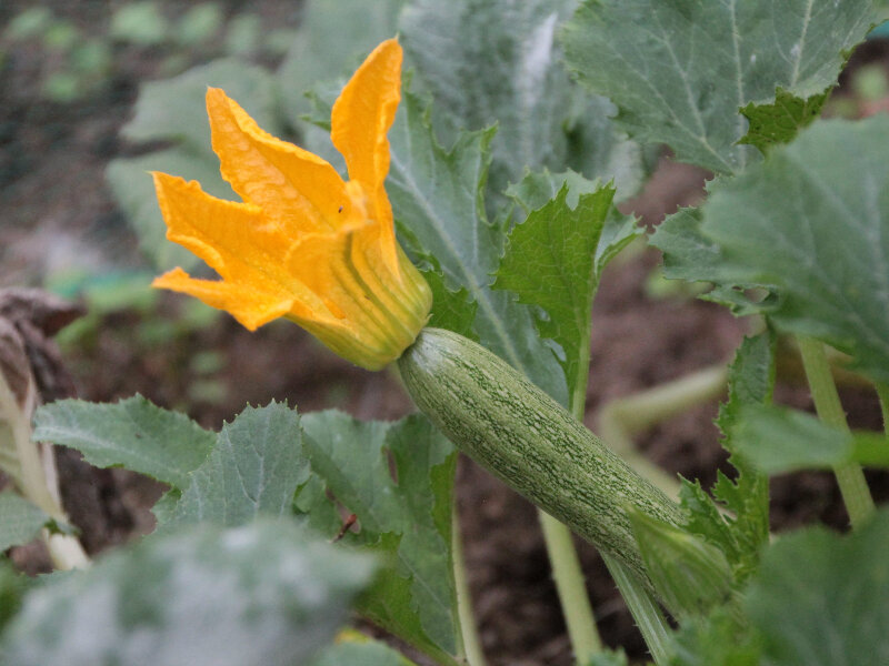 Молоденький цуккини.