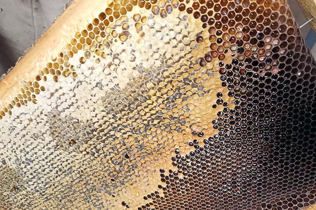    Мурманские депутаты обсудят пчеловодство на Севере