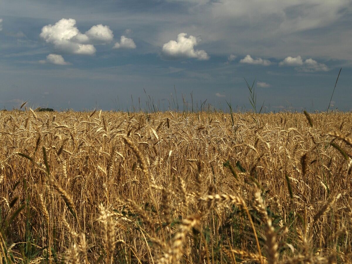    Колосья ржи на поле в Рязанской области© РИА Новости / Мария Девахина