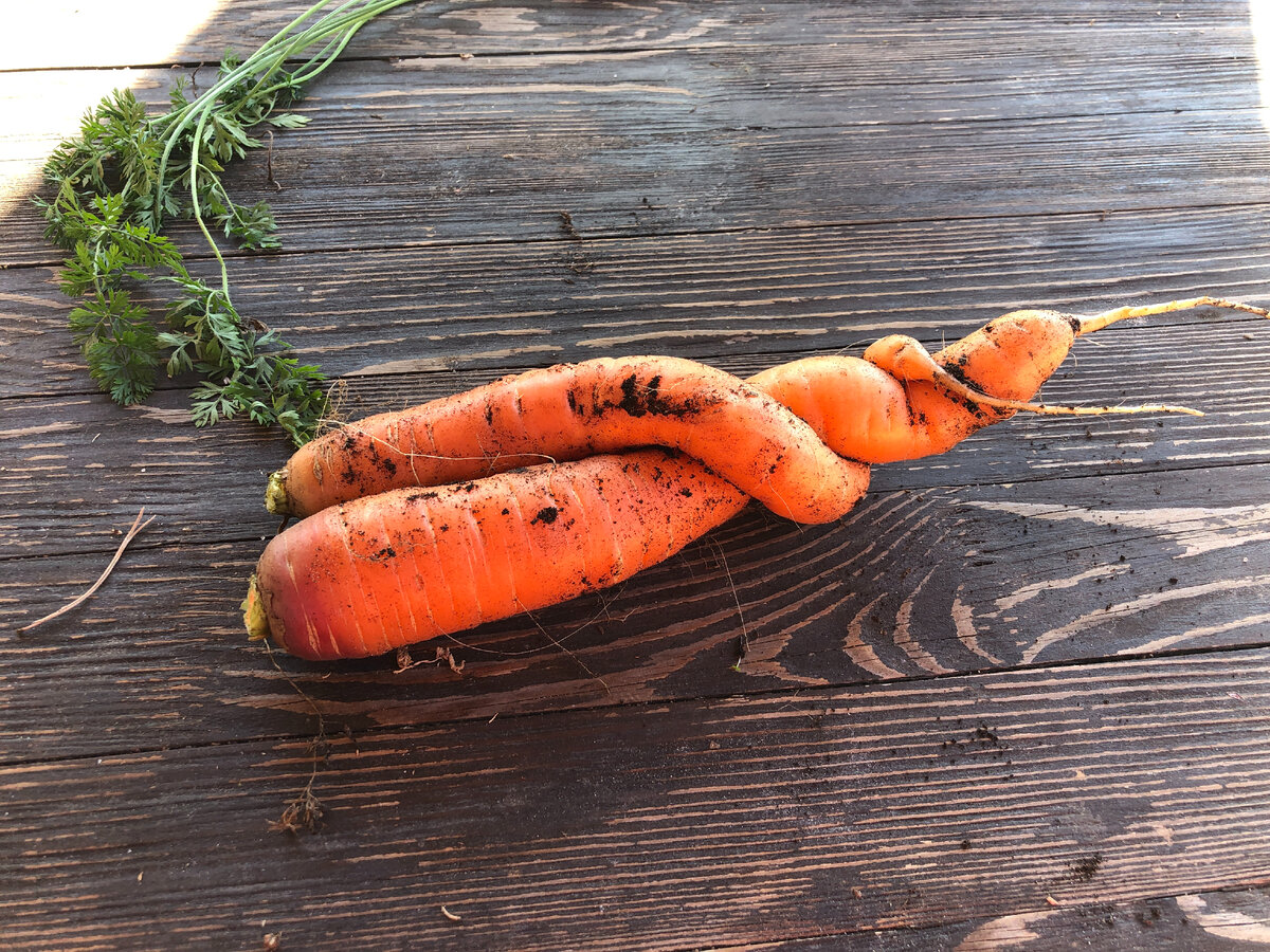 шутки про морковку. хочется морковки. синяя морковка. хочется морковки. кролик не хочет морковь.