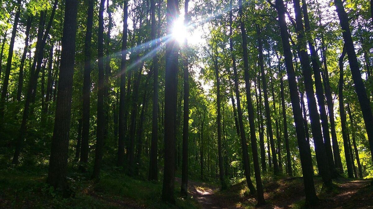     В Татарстане обсудили возможности и особенности разведения зубров. Сегодня, 7 июля, в Госкомитете республике по биоресурсам состоялось заседание Общественного совета.