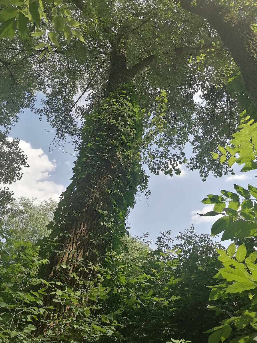 От дождей такие лианы обвили дерево наверное