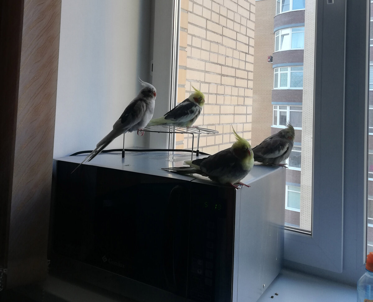 Заседание пернатого отдела. Фото автора.