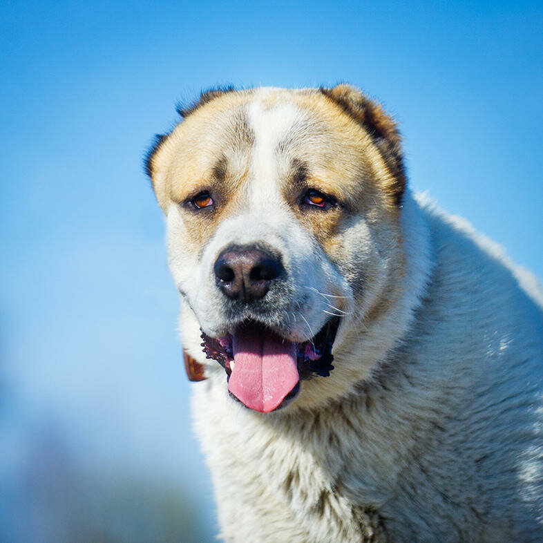 Какой я красивый !