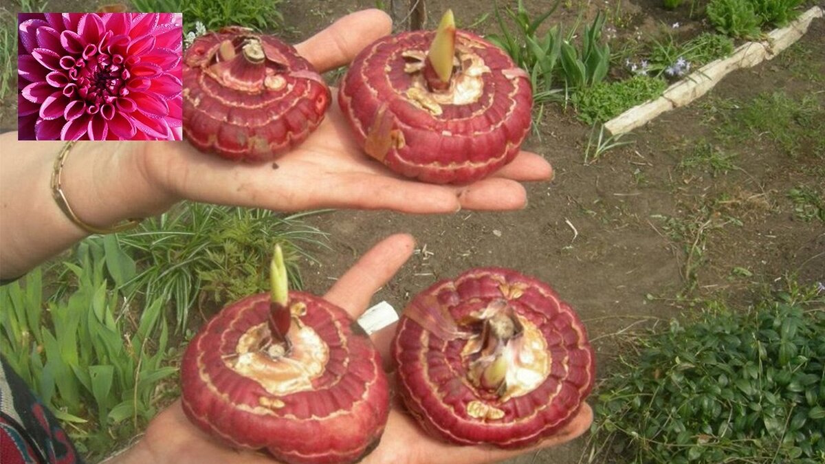 Луковица гладиолуса 