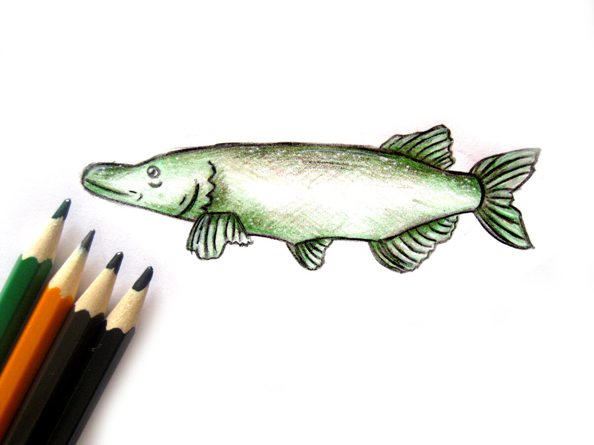 Нарисовать щуку. Щука карандаш. Рыба карандашом щука. Нарисовать щуку карандашом.