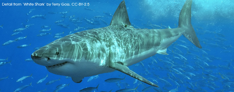 Фото взято с Яндекс Картинок