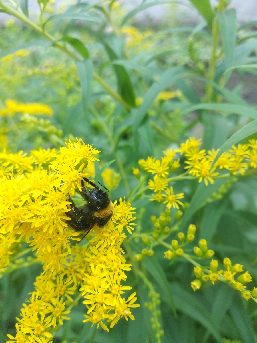 Женщина - символ семьи