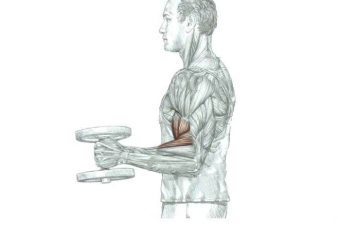 Концентрированные подъёмы на бицепс