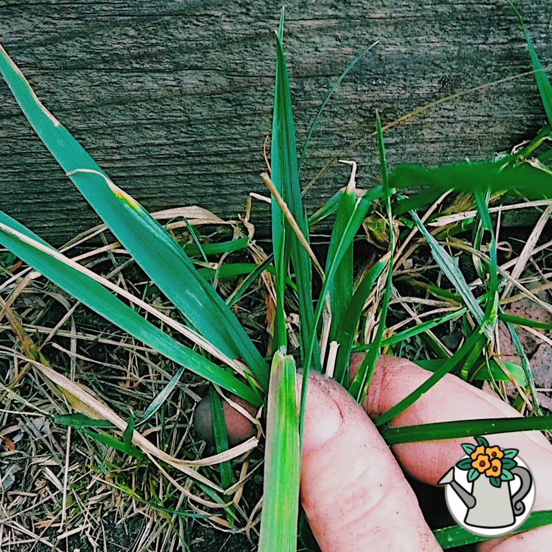 Пырей-злодей