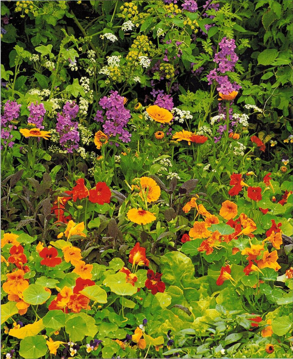 Съедобная клумба