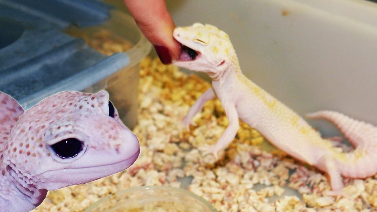 Изображение взято с сайта pinterest.ru