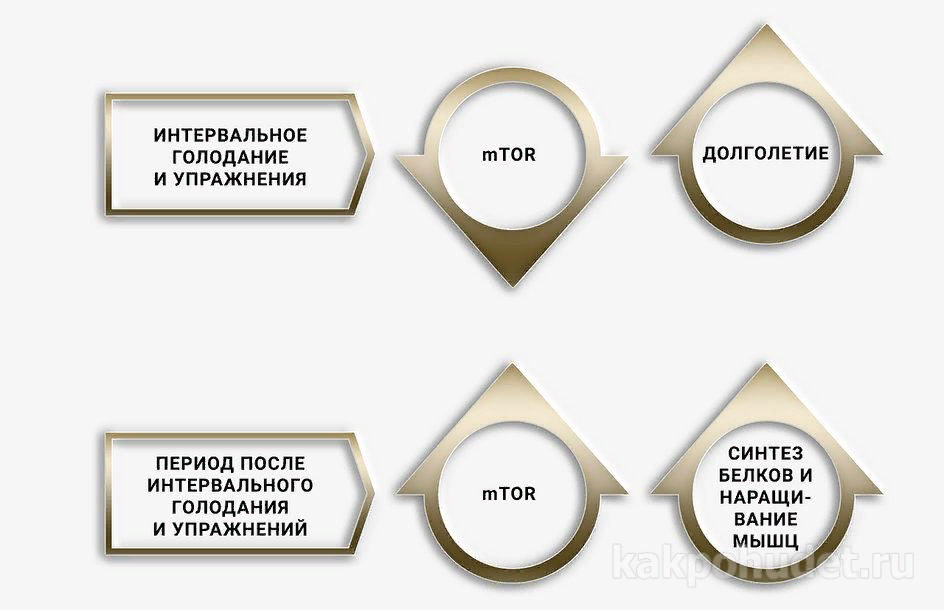 Голодание 16 8 схема для начинающих. Периоды интервального голодания. Интервальное голодание схемы для начинающих. Интервальное голодание 12. Схема периода голодания.