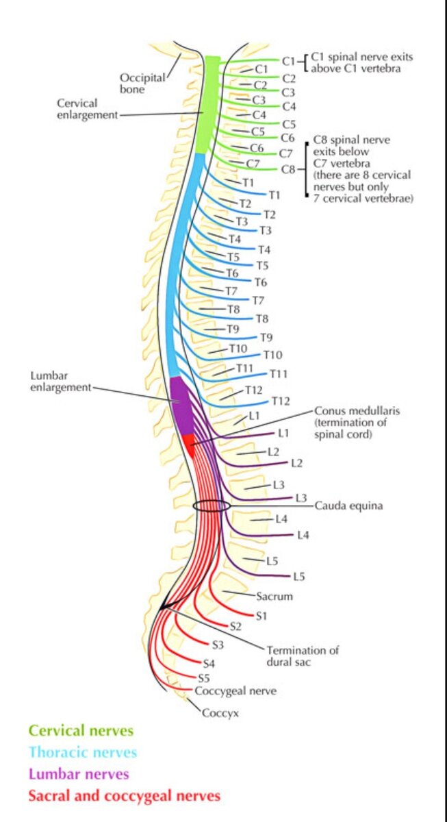 Нервы позвоночника. Строение позвонка и спинного мозга. Спинной мозг и позвоночник схема. Схема спинного мозга и нервных Корешков. Схема Корешков позвоночника человека.