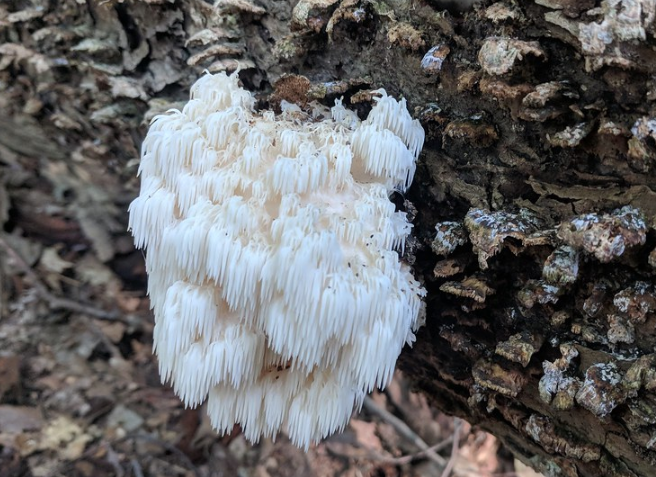 Как выращивать ежевик гребенчатый. Ежовик гребенчатый hericium erinaceus. Грибная ферма ежевика гребенчатого. Ежевик гриб выращивани. Как выращивать ежевик гребенчатый.