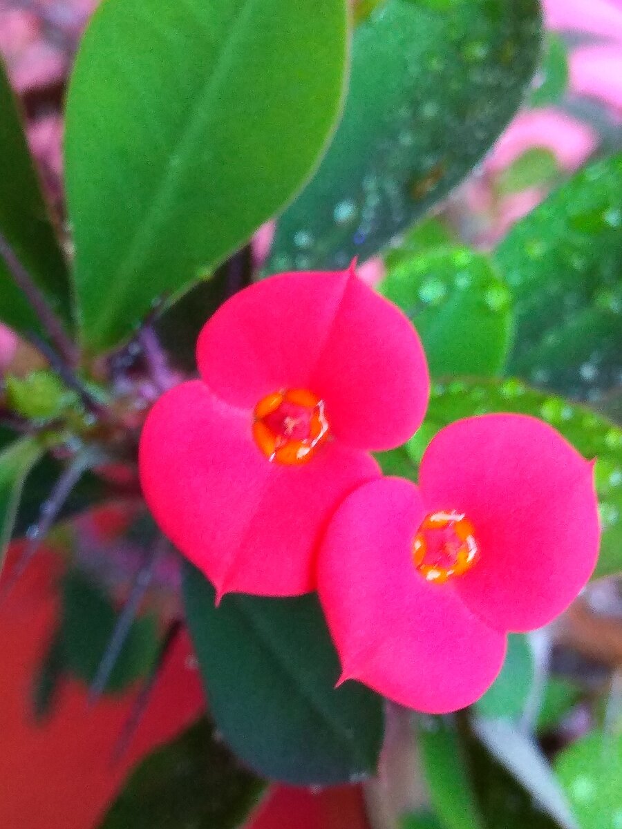 Эуфорбия Милли