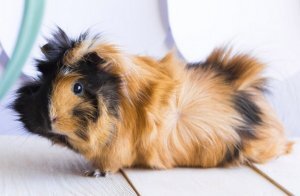 Фото с интернета