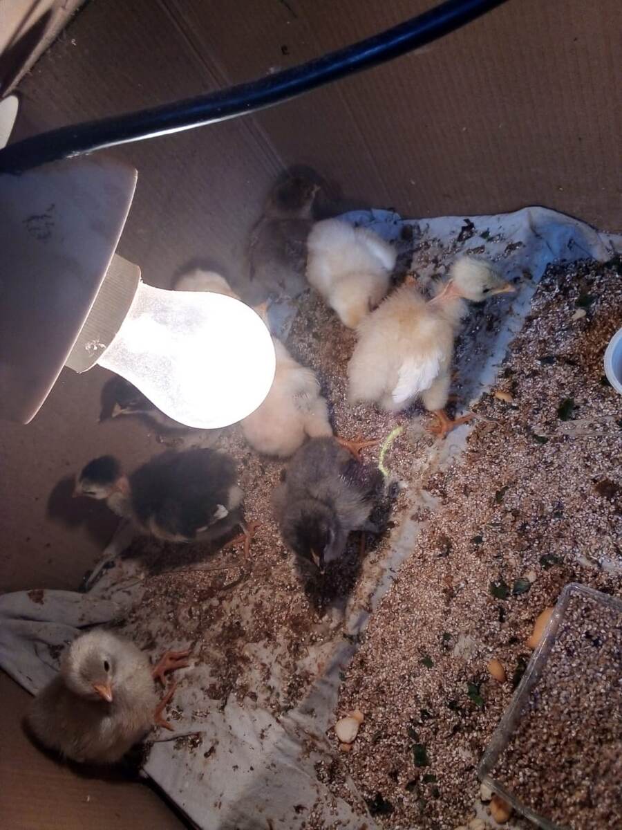 вот  такие  непонятные  птички 