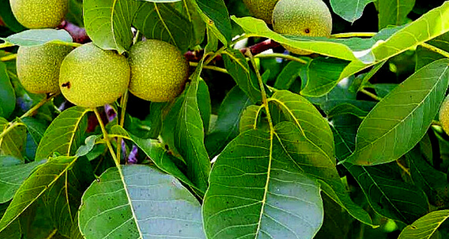 листья грецкого ореха 