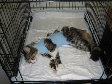 Кошка в стационаре