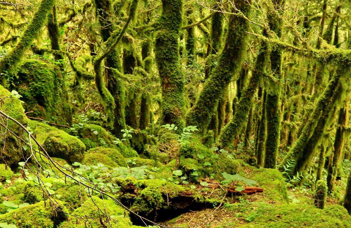 Ведьмин лес Псахо: место силы или тропический заповедник, расскажу о своих впечатлениях