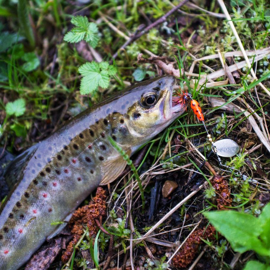 Форель, пойманная в небольшой реке