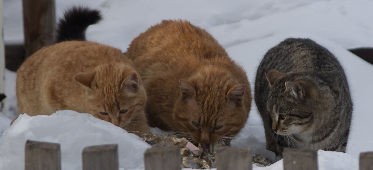 Подписывайтесь на канал, ставьте лайк и ежедневно читайте интересную и полезную информацию!