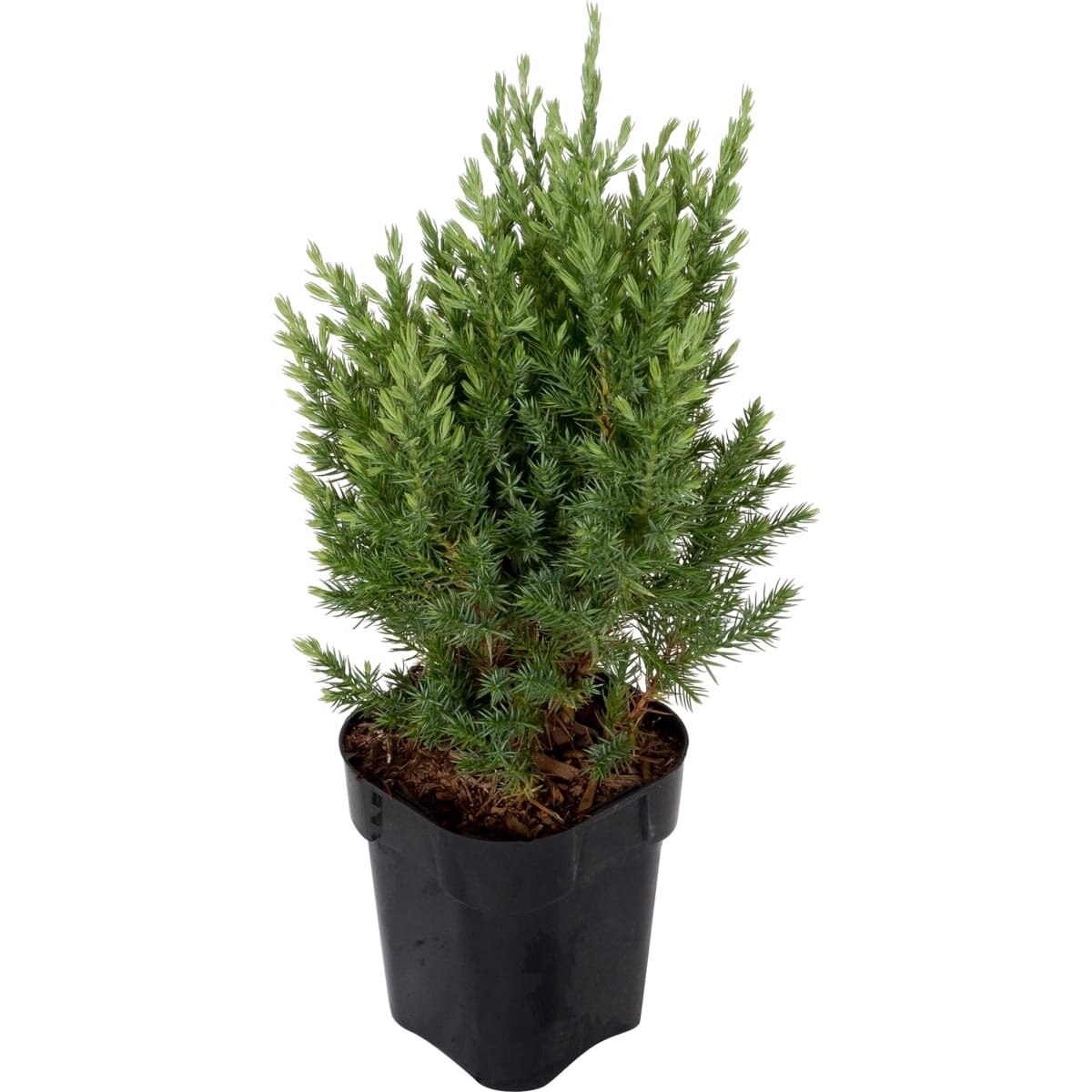 Фото из магазина, в котором я его покупала . Рост 10 см