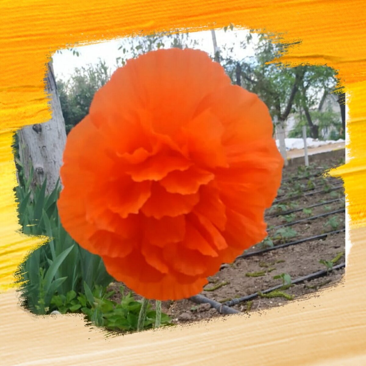 цветок  и цвета жизни.