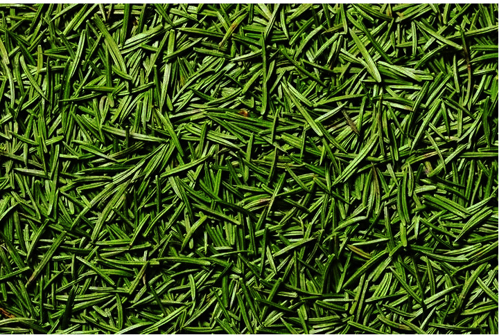 Настойка хвои помогает растениям укрепить собственный иммунитет