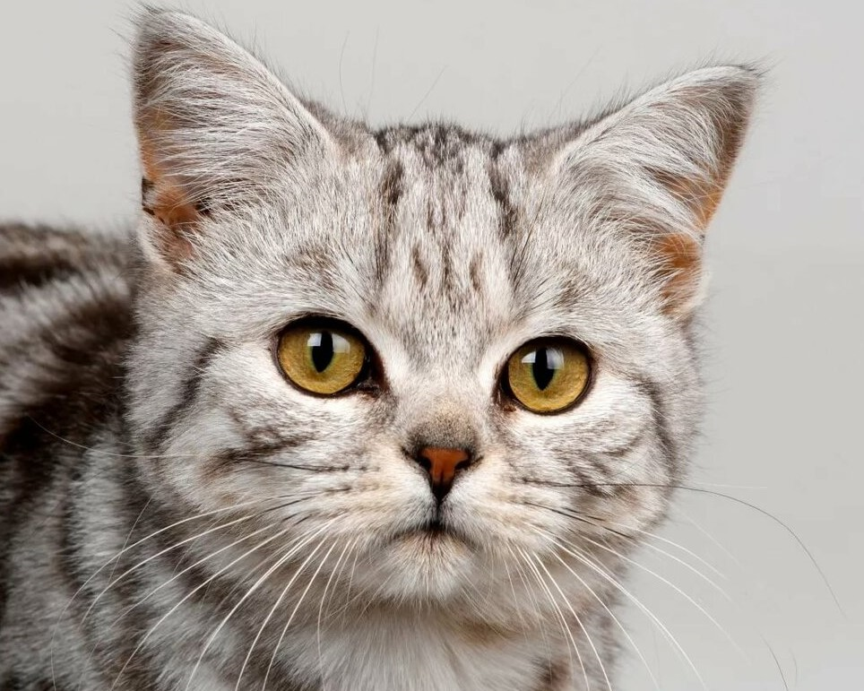 Фото, использованное в качестве иллюстрации, взято из открытых источников Яндекса