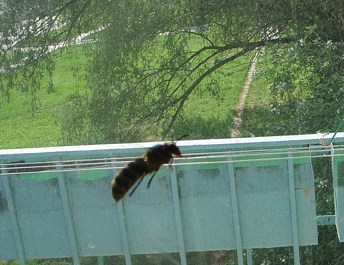 Академгородок Новосибирск. 